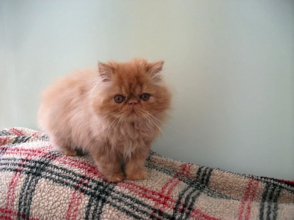 Perserkatze Langhaarchinchilla