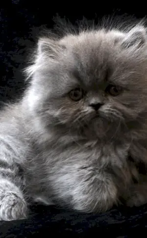 Perserkatze langhaarig chinchilla