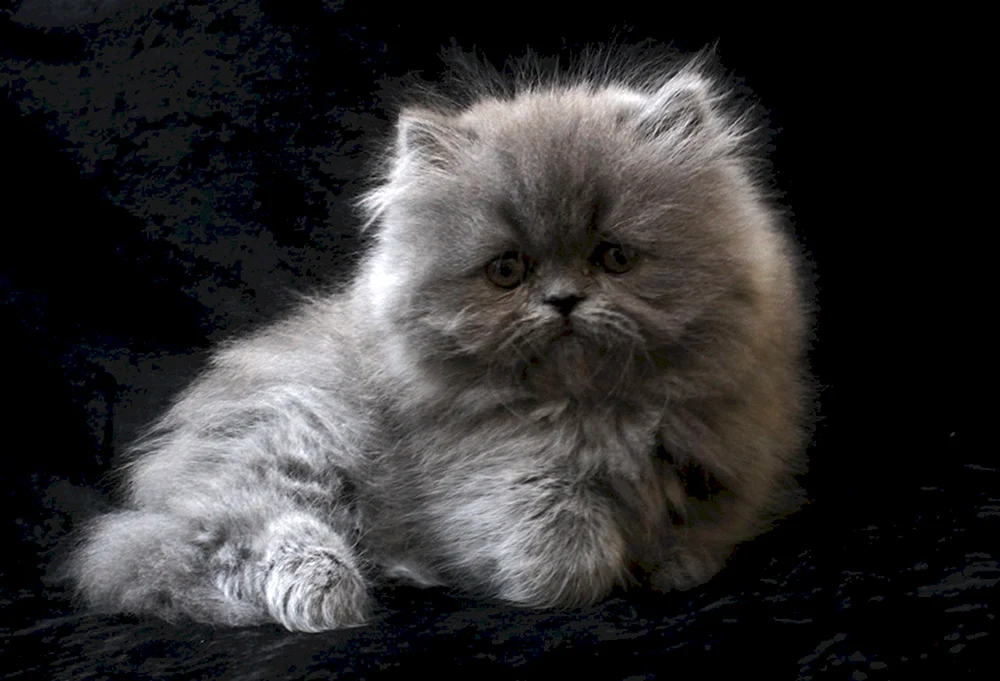 Perserkatze langhaarig chinchilla