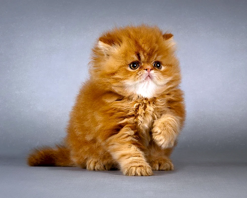 Perserkatze. Langhaar-Chinchilla-Katze