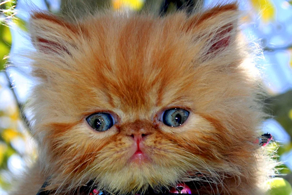 Perserkatze