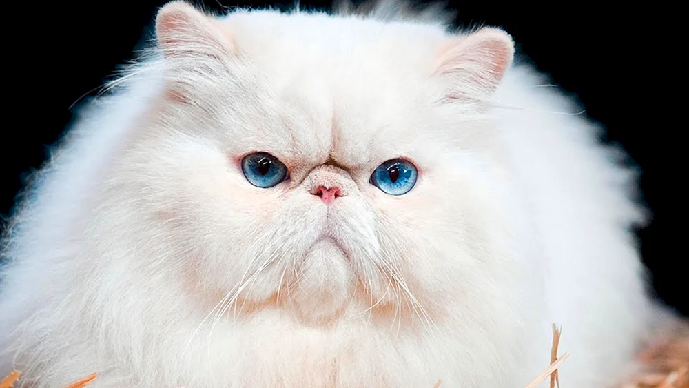 Semi-Perserkatze