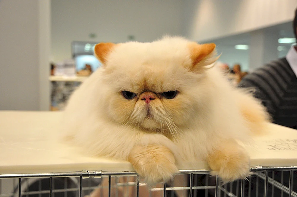 Exotische Ingwerkatze