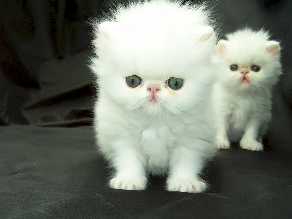 Britische Langhaar-Smoothie-Katze