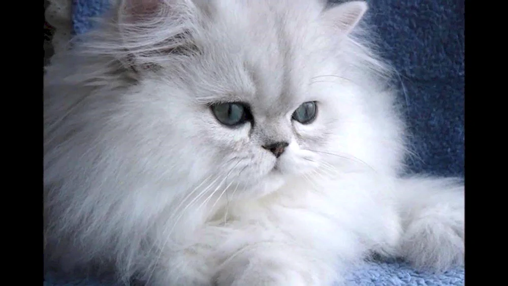 Persisches Chinchilla