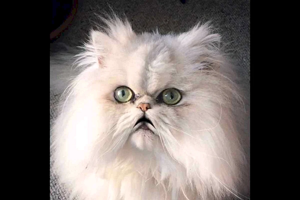 Exotische Katze