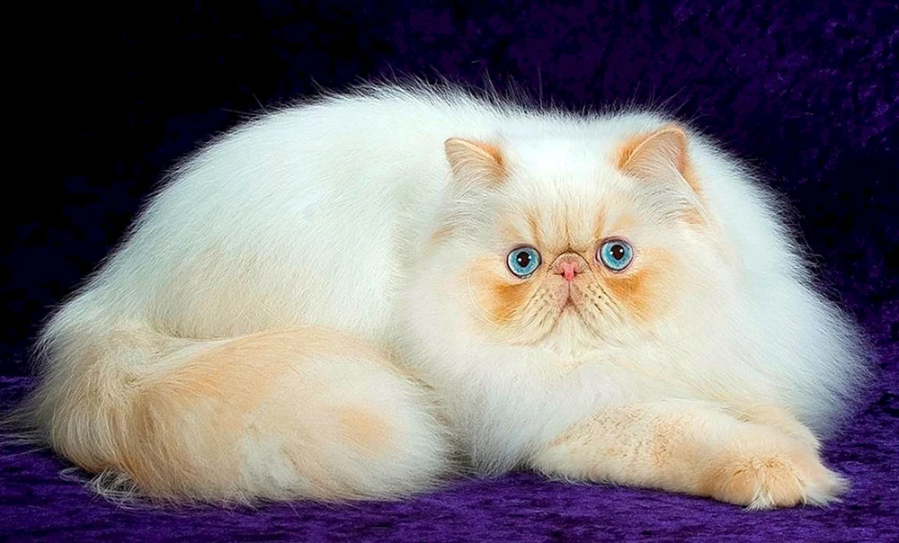 Perserkatze Cameo