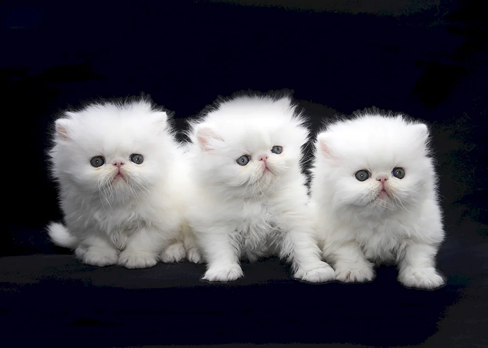 Perser-Chinchilla-Katzenbabys