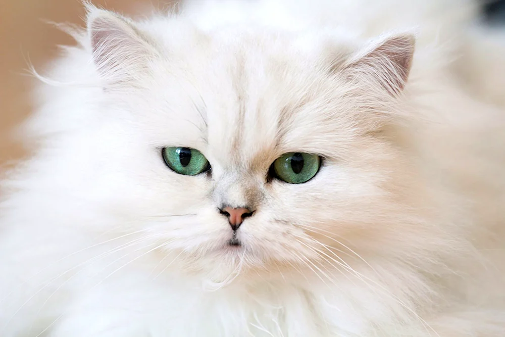 Persische Chinchilla Katze