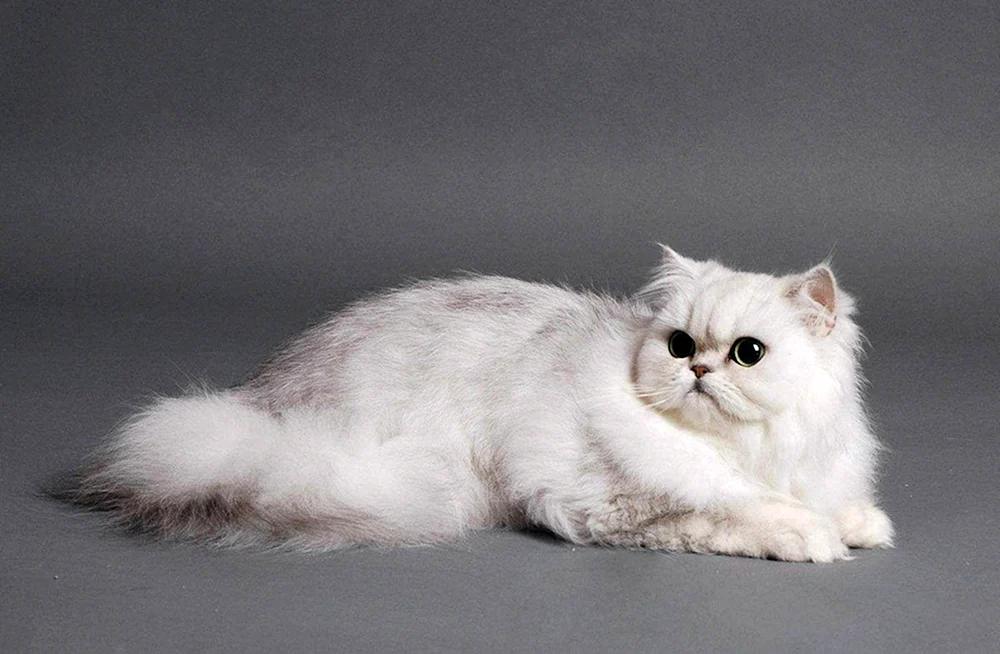 Persische Chinchilla Katze