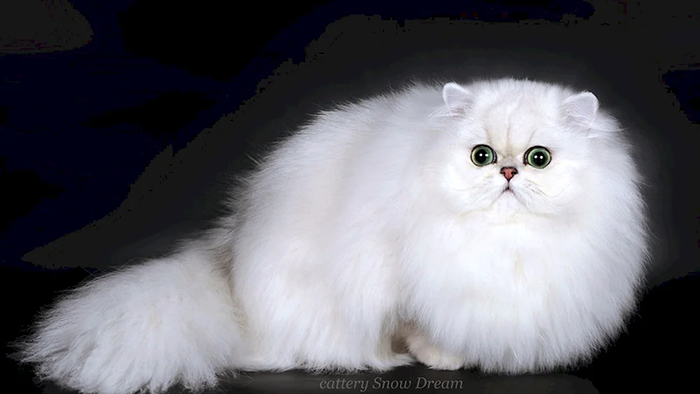Persische Chinchilla Katze