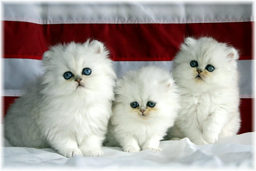 Persische Chinchilla-Katze