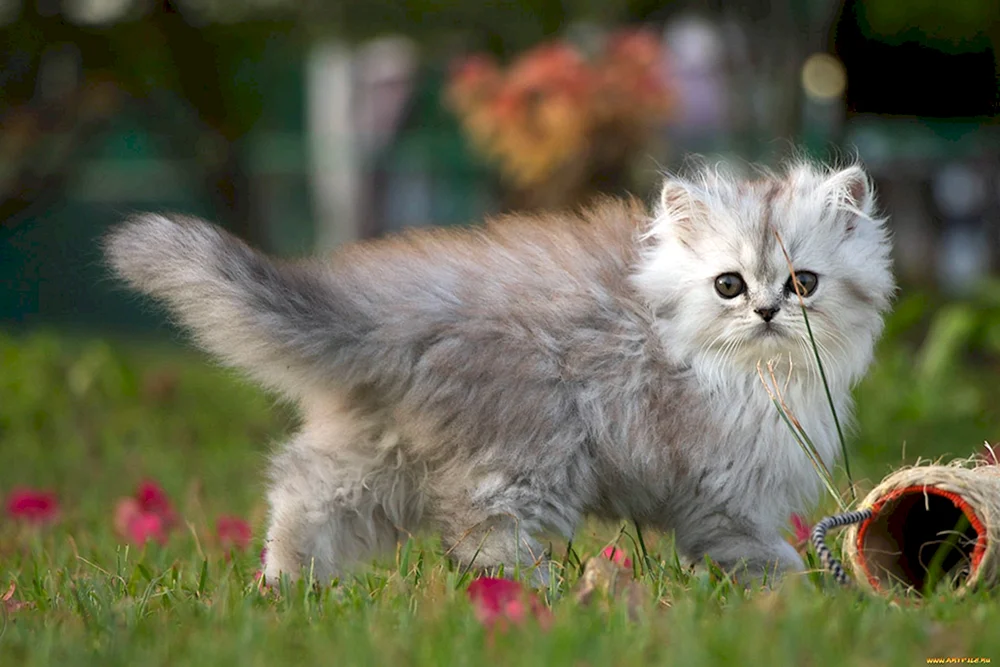 Langhaar-Ragdoll