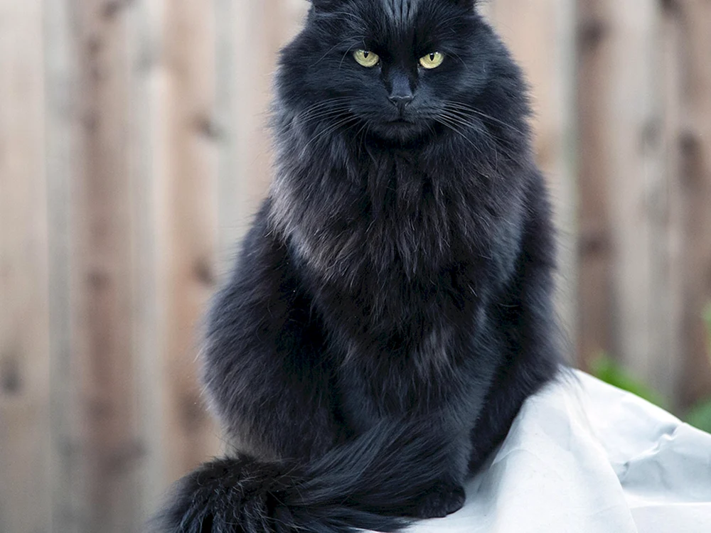 Perser Sibirer Langhaar schwarz Katze