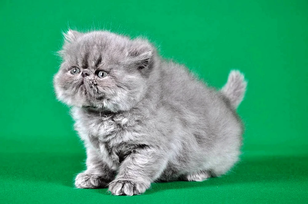 Perserkatze Kätzchen