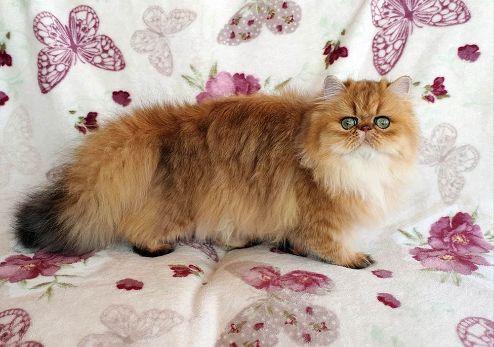Persisches Goldenes. Chinchilla