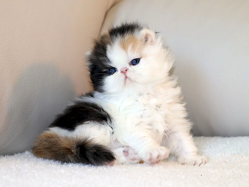 Perserkatzenbabys