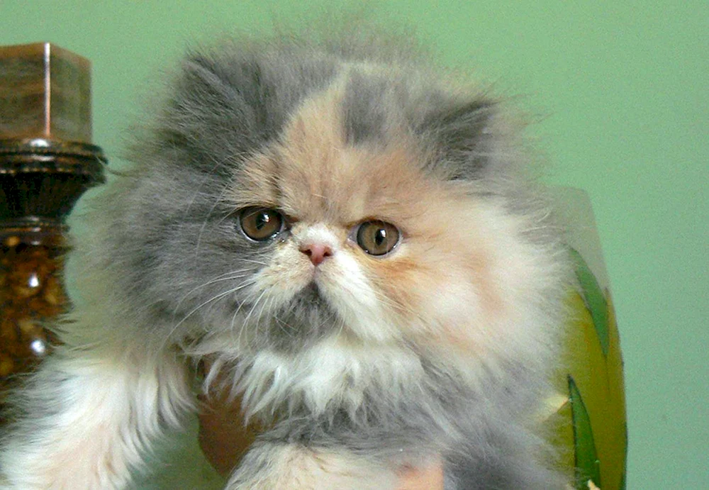 Perserkatze