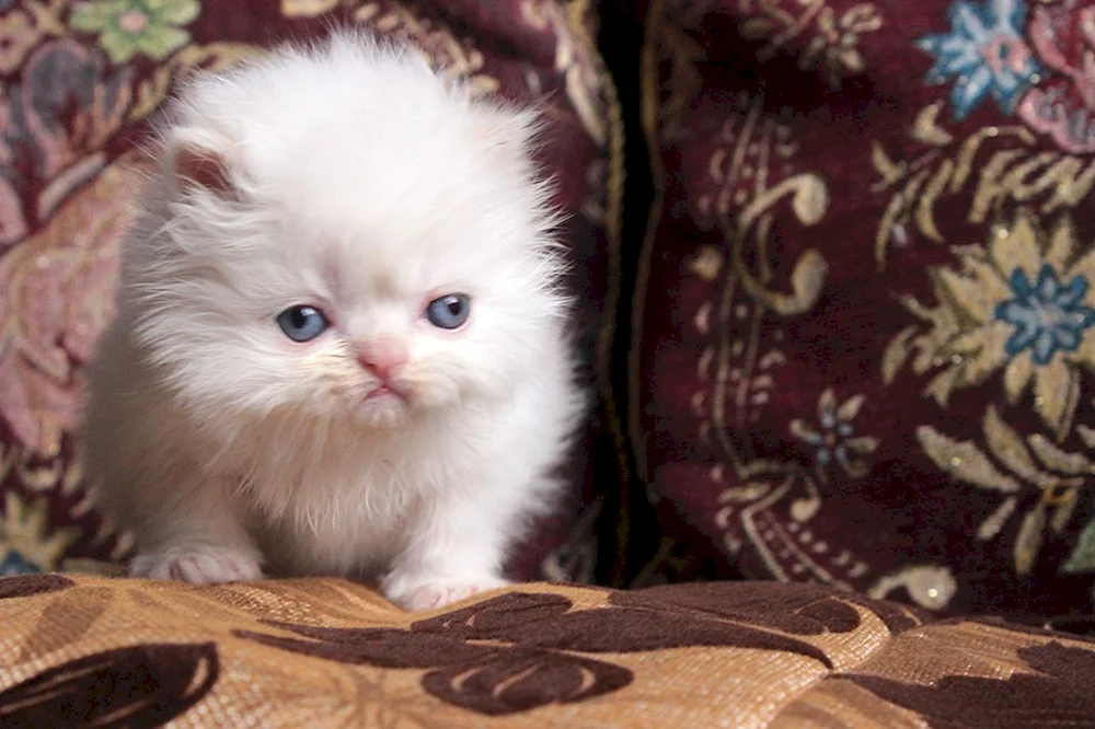 Perserkatzenbabys klein