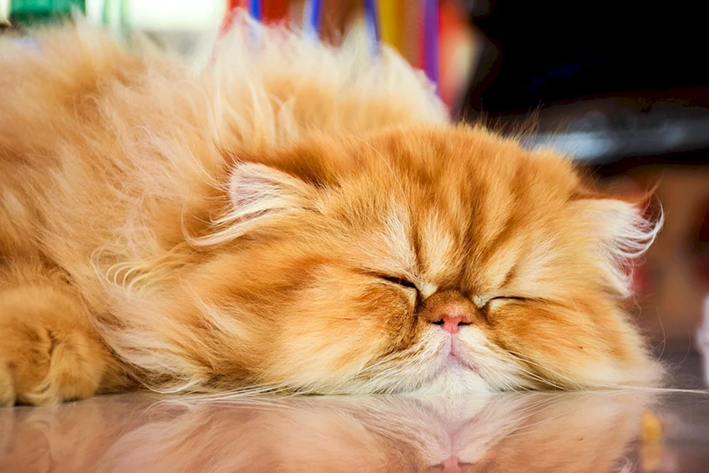 Perserkatzen
