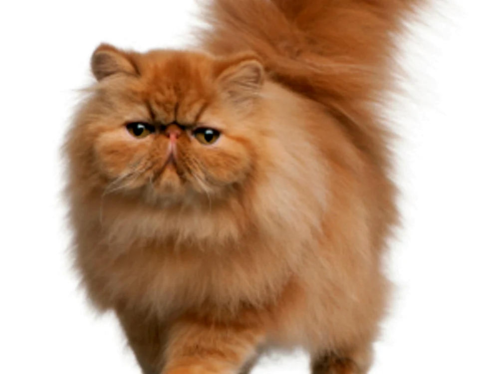 Perserkatzen rot
