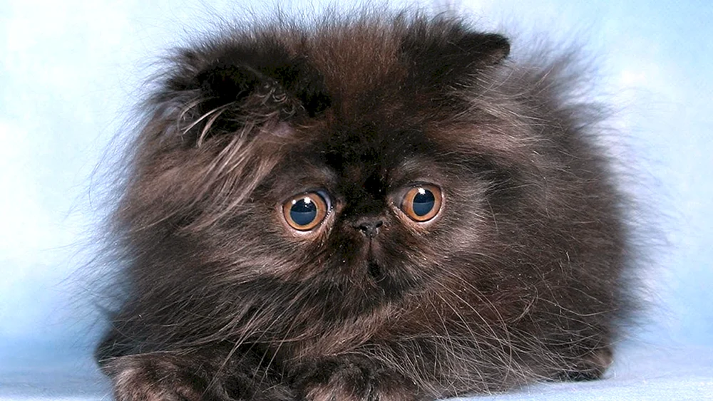 Perserkatze langhaarig exotisch