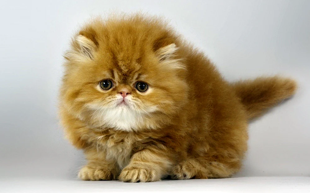 Perserkatze exotisch Perserkatze langhaarig