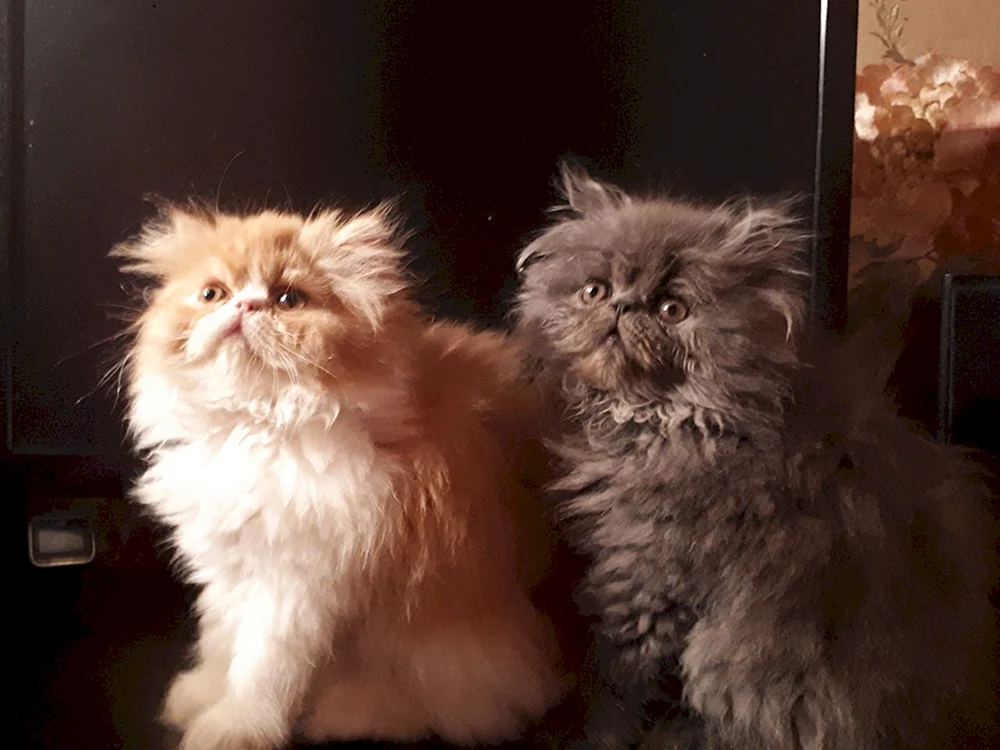 Perserkatze exotisch extrem
