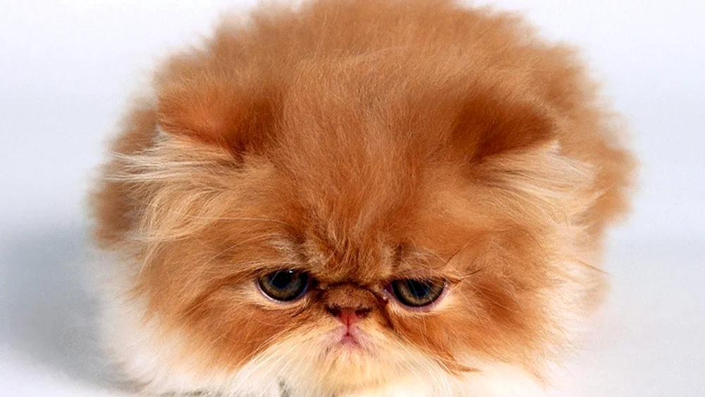 Perserkatze