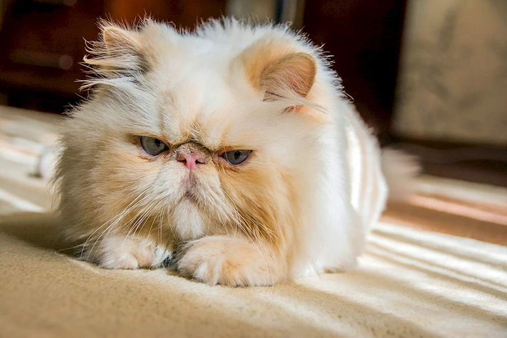 Perserkatze exotisch