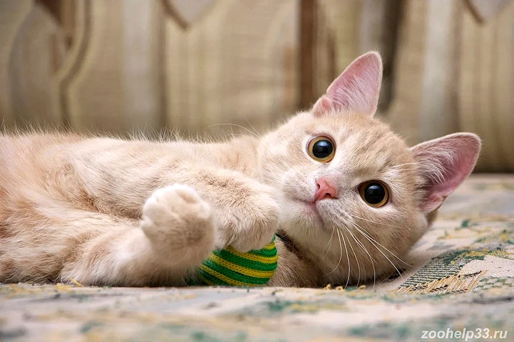 Sibirische Glatthaar-Pfirsichkatze Katze