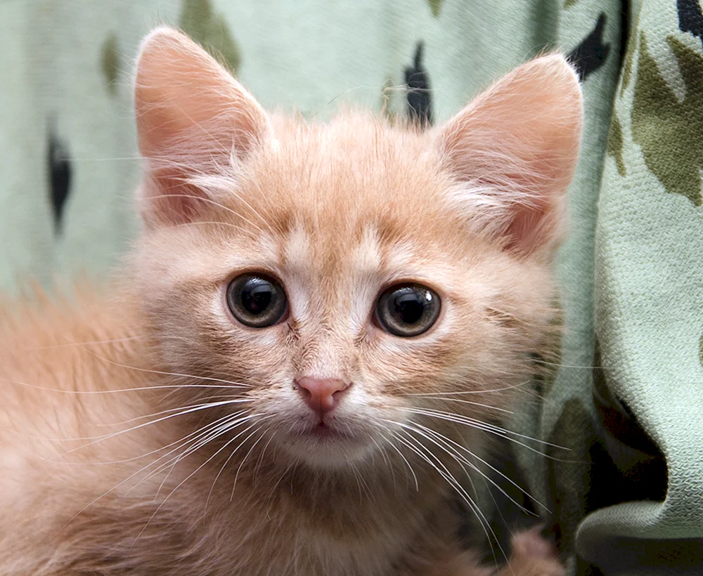 Perox Katzenrasse
