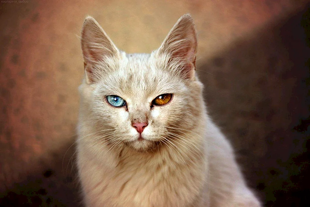 Perox Katzenrasse