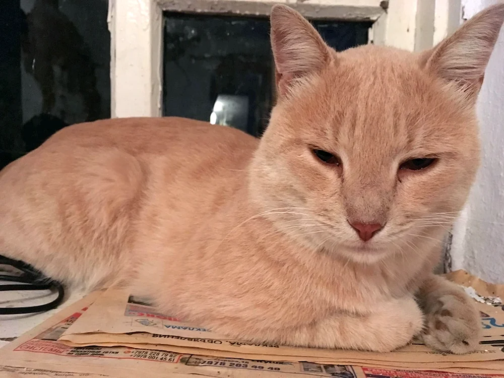 Peroxy Britische Katze gestromt