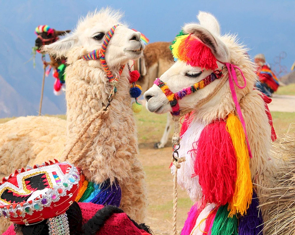 Lama und Alpaka