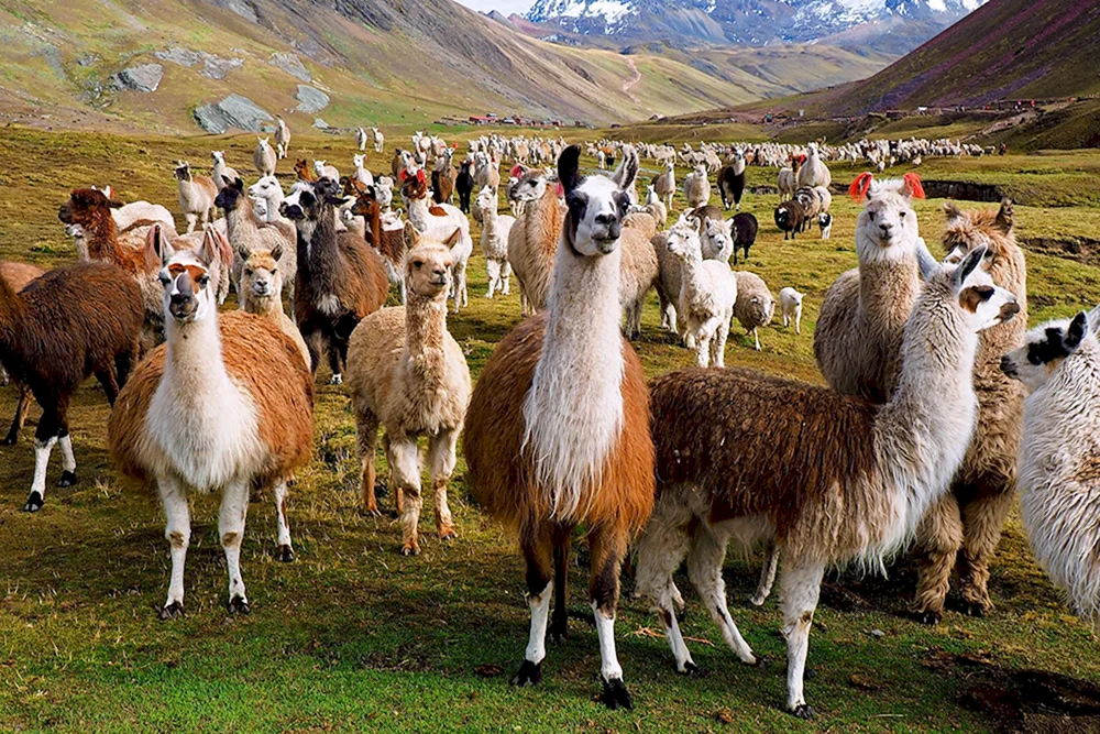 Lama Alpaka Guanaco
