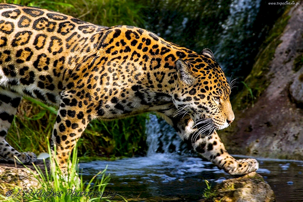 Peruanischer Jaguar