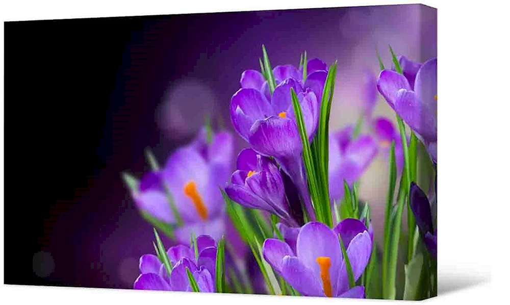 Purpurroter Flieder Krokus
