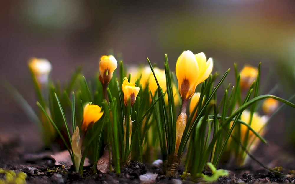 Frühlingsblumen