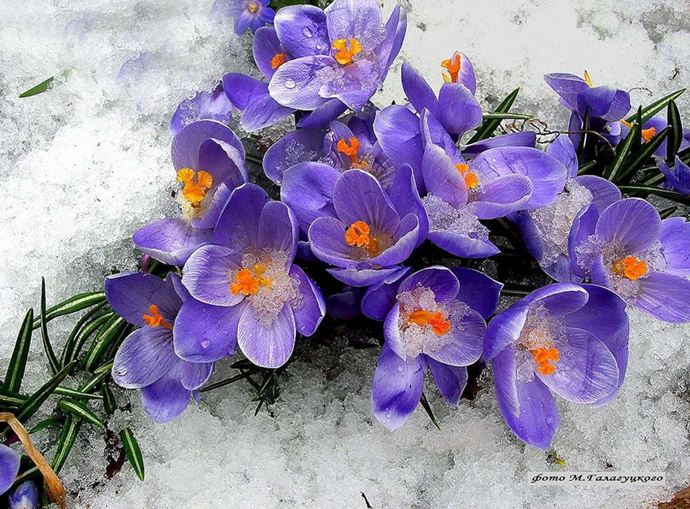 Blumen Schneeglöckchen Krokus Hyazinthen.