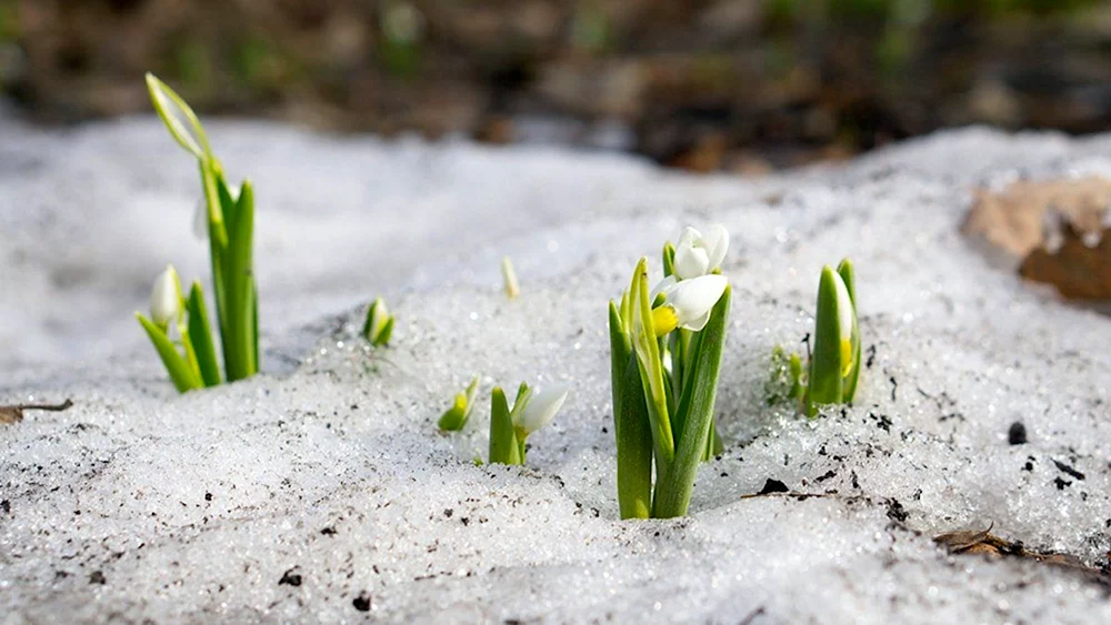 Erste Blumen Schneeglöckchen Krokus Hyazinthen.