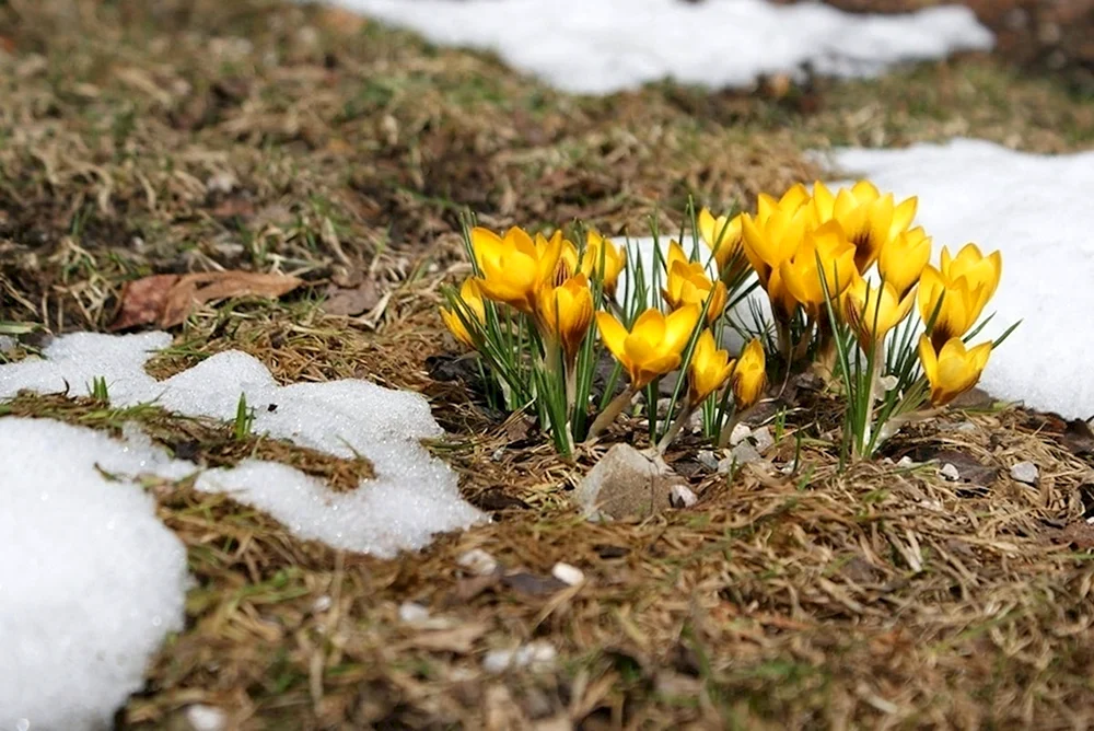 Erste Blumen Schneeglöckchen Krokus Hyazinthen.