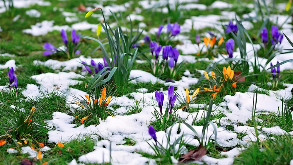 Erste Blumen Schneeglöckchen Krokus Hyazinthen.