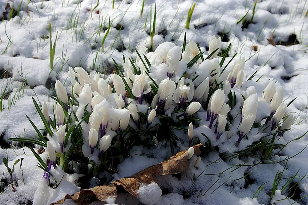 Erste Blumen Schneeglöckchen Krokus Hyazinthen.