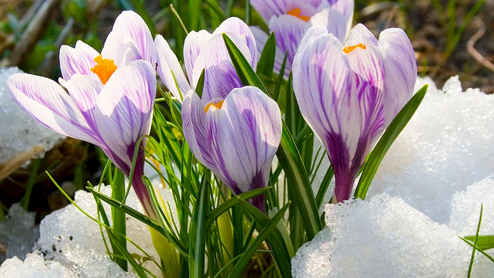 Frühlingsblumen