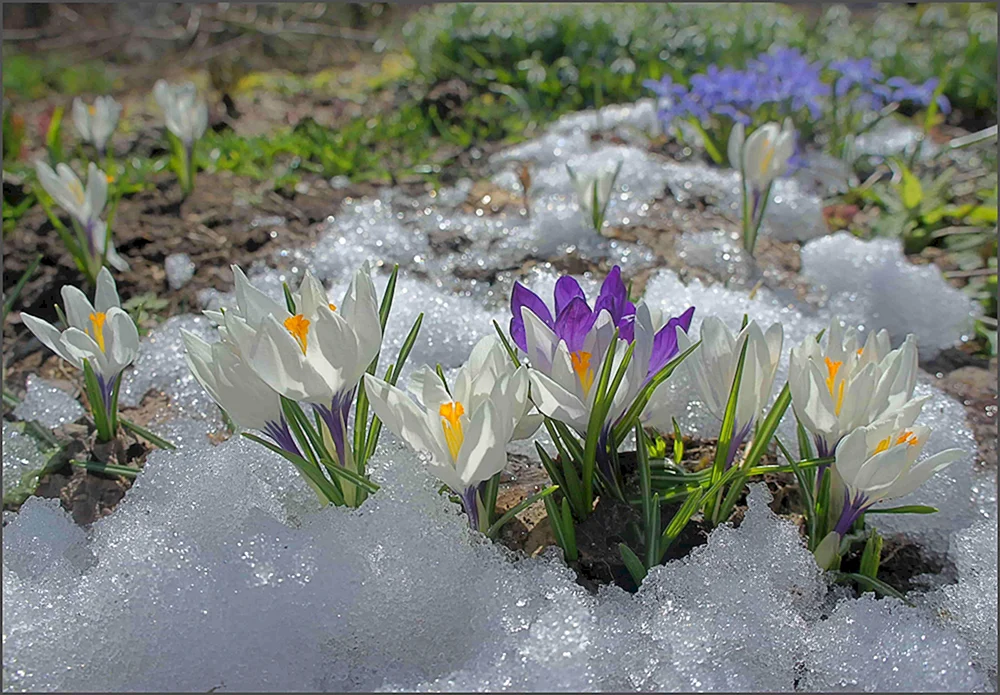 Blumen Schneeglöckchen Krokus Hyazinthen.