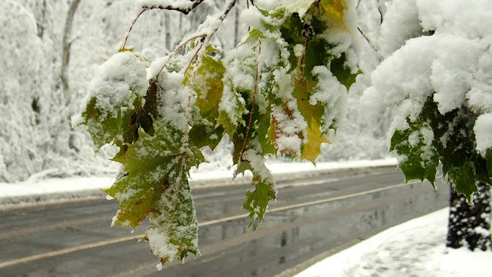 Frühwinter