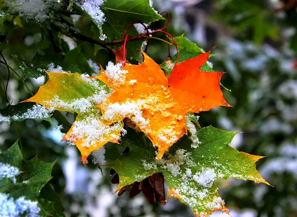 Erster Schnee