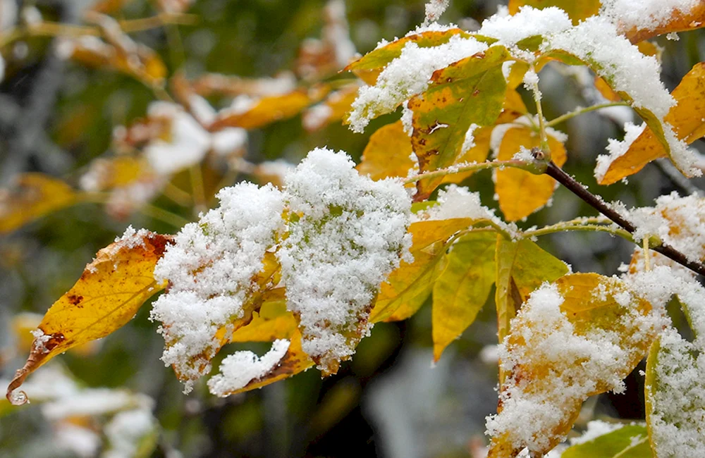 Erster Schnee