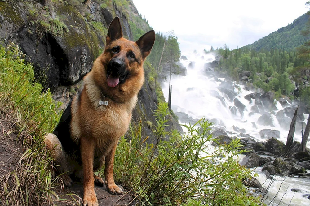 Altaisky-Husky